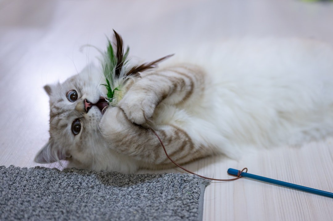 10 Important Things Every Cat Owner Should Know