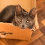 Why Are Cats Obsessed With Boxes