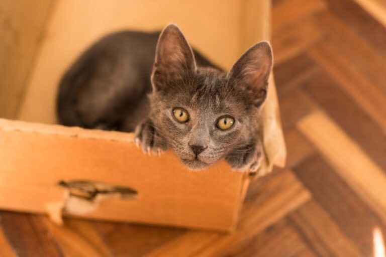 Why Are Cats Obsessed With Boxes