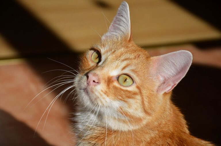 Water Signs, Flow With These Intuitive, Calming Cats