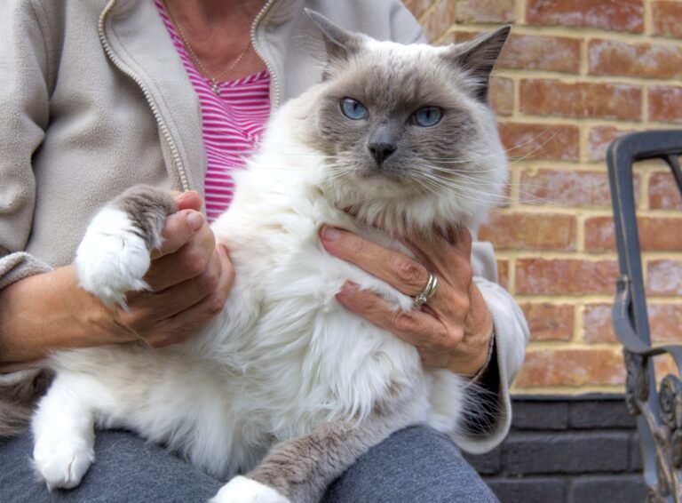 Why The Ragdoll Makes a Perfect Companion for Seniors