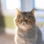 12 Cat Breeds Perfect for Small Apartments in New York
