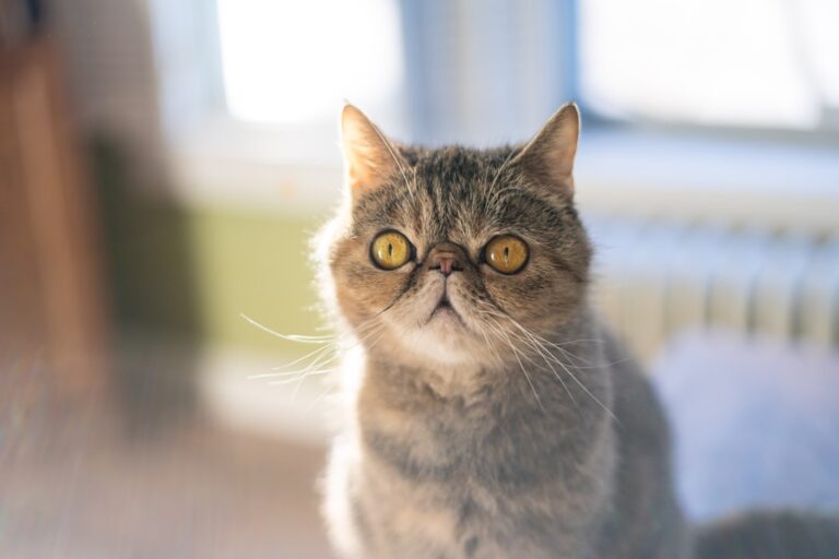 12 Cat Breeds Perfect for Small Apartments in New York