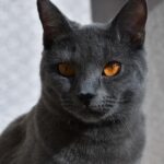 Cat Breeds That Veterinarians Recommend for Senior Owners in Florida