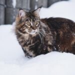 8 Cat Breeds That Thrive in Maine Winters