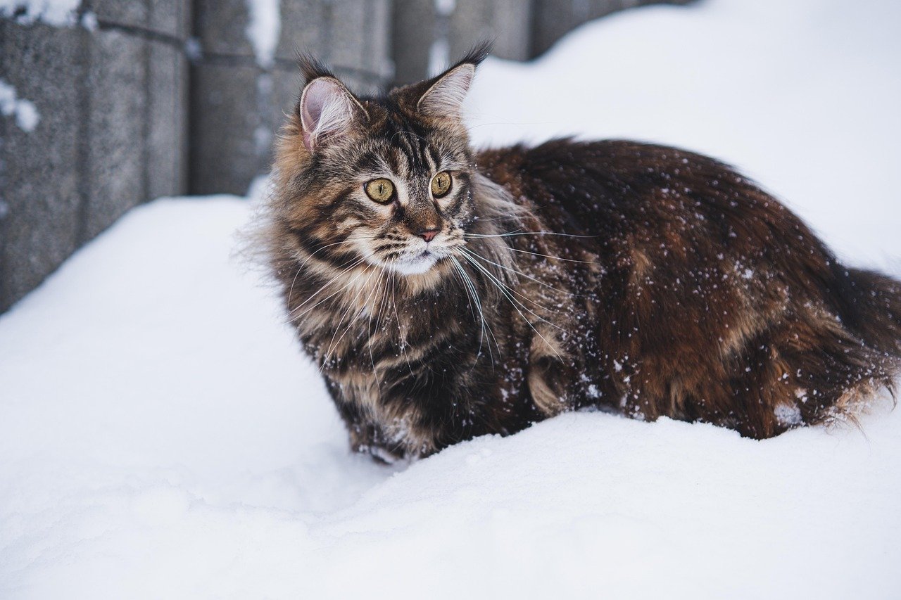 8 Cat Breeds That Thrive in Maine Winters