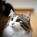10 Cat Breeds Most Suited for Introverts