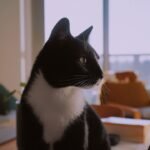 Is Your Home Cat-Friendly or Cat-Confusing? Simple Tweaks for Feline Harmony