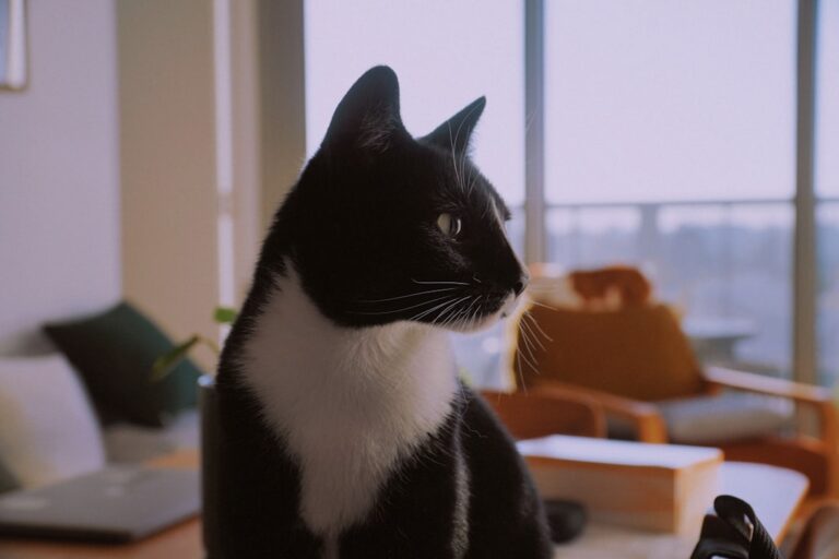 Is Your Home Cat-Friendly or Cat-Confusing? Simple Tweaks for Feline Harmony
