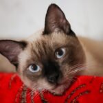 8 Cat Breeds With the Worst Separation Anxiety