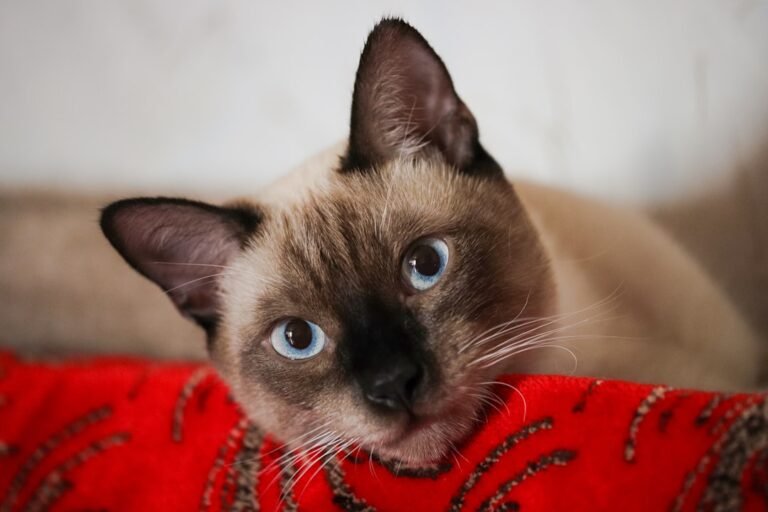 8 Cat Breeds With the Worst Separation Anxiety
