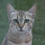 Beyond the Purr: Unpacking Your Cat's Complex Emotional World