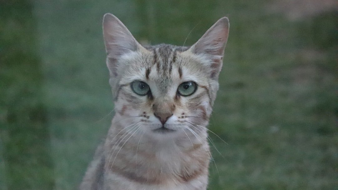 Beyond the Purr: Unpacking Your Cat's Complex Emotional World