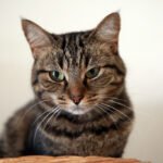 7 Common Cat Habits That Are Actually Secret Health Indicators You Shouldn't Ignore