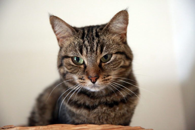 7 Common Cat Habits That Are Actually Secret Health Indicators You Shouldn't Ignore