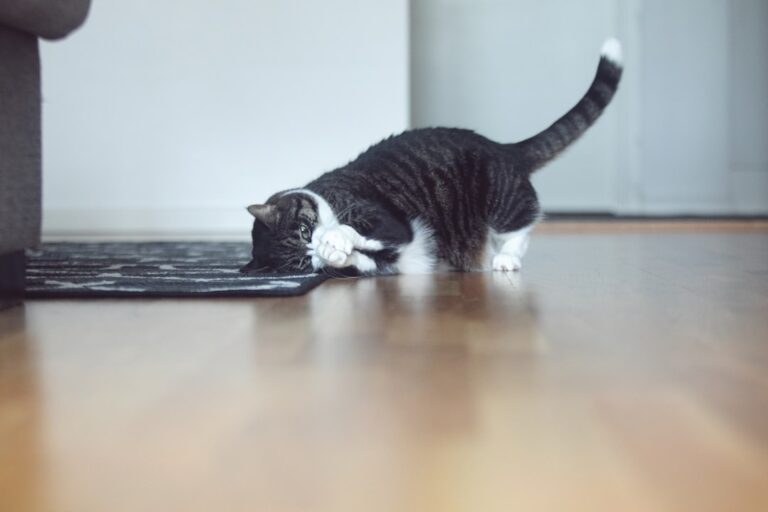 Why Your Cat's 'Zoomies' Are More Than Just Energy: A Glimpse into Feline Joy