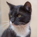 Are You Speaking Your Cat's Language? 8 Mistakes That Create Communication Gaps