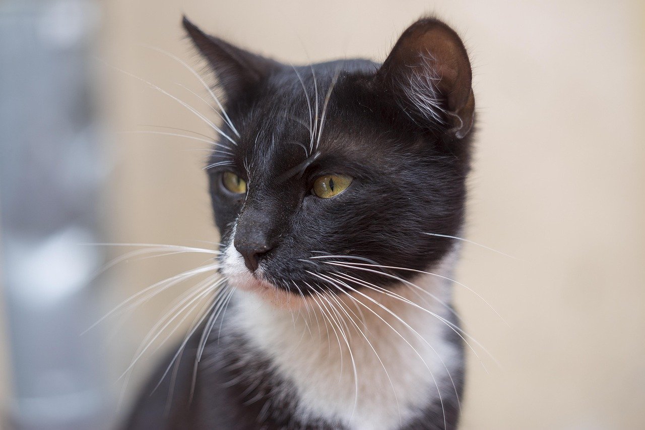 Are You Speaking Your Cat's Language? 8 Mistakes That Create Communication Gaps