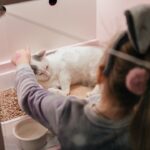 How Adopting an Older Cat Can Bring Unmatched Joy