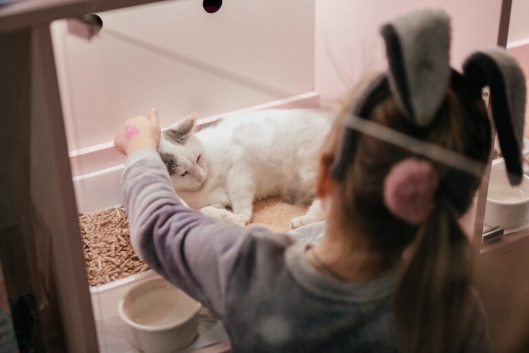 How Adopting an Older Cat Can Bring Unmatched Joy