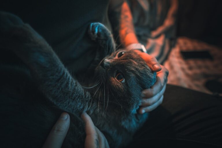 10 Surprising Ways Your Cat Shows You Undying Loyalty (Even When You Least Expect It)