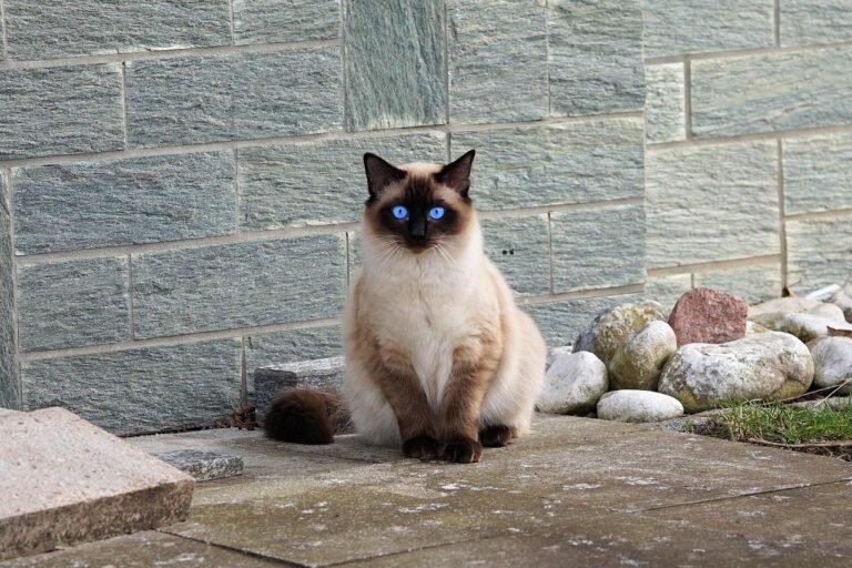 10 Longest Living Cat Breeds According to Vets