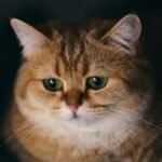 How Cat Owners Accidentally Make Their Pets More Anxious
