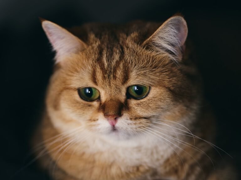 How Cat Owners Accidentally Make Their Pets More Anxious