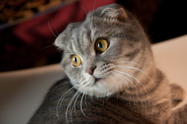 8 Cat Breeds Most Suitable for Zodiac Sign Taurus