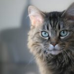 Why Do Cats Not Cover Their Poop