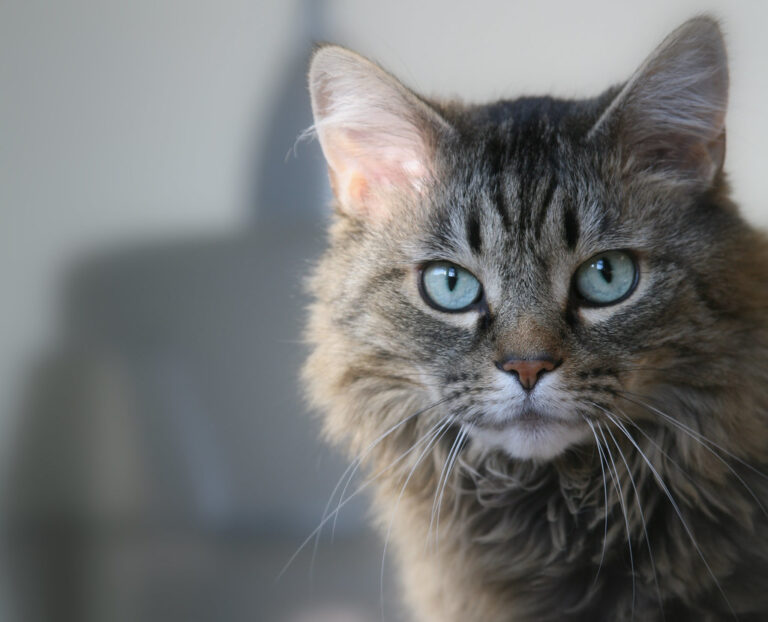 Why Do Cats Not Cover Their Poop