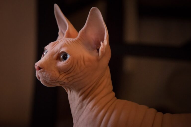 Cat Breeds With The Shortest Lifespan