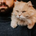 8 Cat Breeds Most Compatible With Zodiac Sign Libra
