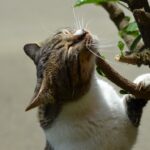 12 Cat Breeds That Are Night Owls and Keep Owners Awake at 2 A.M.
