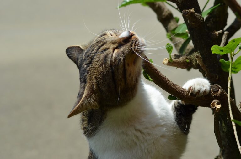 12 Cat Breeds That Are Night Owls and Keep Owners Awake at 2 A.M.
