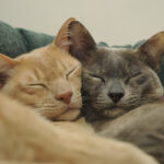 12 Cat Breeds That Form the Deepest Emotional Bonds With Their Humans