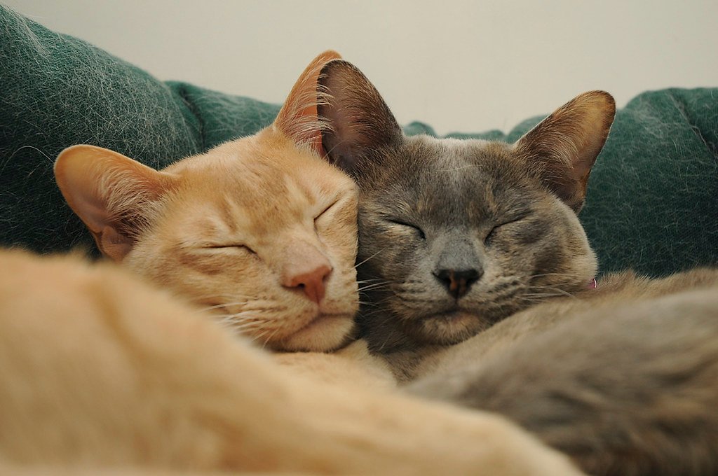 12 Cat Breeds That Form the Deepest Emotional Bonds With Their Humans