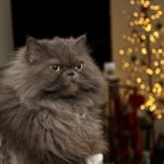 12 Cat Breeds Known for Being Surprisingly High-Maintenance
