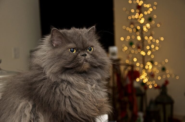 12 Cat Breeds Known for Being Surprisingly High-Maintenance