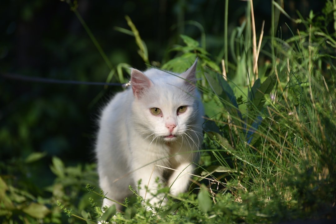 10 Cat Breeds That Require Constant Mental Stimulation to Stay Happy