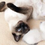 10 Cat Breeds That Act More Like Dogs - And Why People Love Them