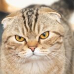 10 Cat Breeds That Refuse to Be Trained No Matter What You Do