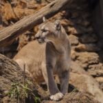 7 Places in the U.S. Where You Can Still Spot Mountain Lions in the Wild