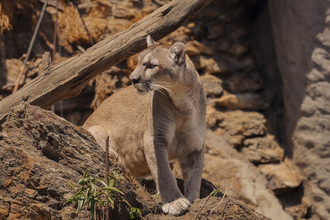 7 Places in the U.S. Where You Can Still Spot Mountain Lions in the Wild