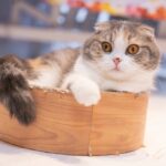 10 Cat Breeds That Manipulate Owners With Their Behavior