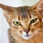 12 Cat Breeds That Get Mean as They Age