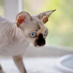5 Unethical Breed Traits That Can Harm Cats