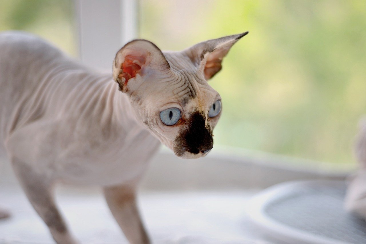 5 Unethical Breed Traits That Can Harm Cats