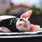 13 Smartest Cat Breeds