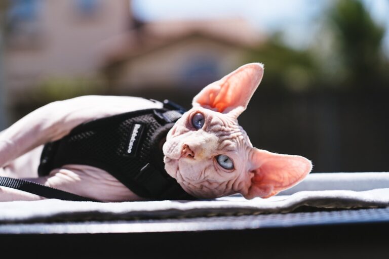 13 Smartest Cat Breeds